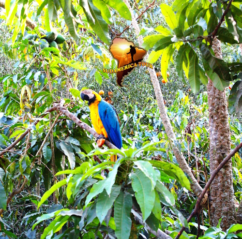 Amazonas, Bolivia, Chile y Oceanía Rapa Nui