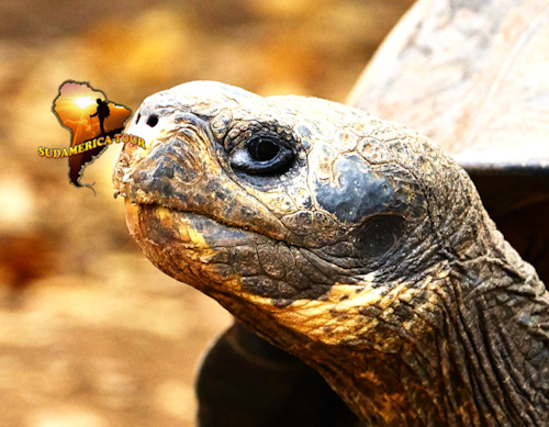 Ecuador und Galapagos Tour 10 Tage