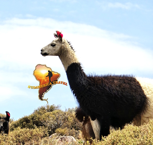 Agence de voyage Pérou