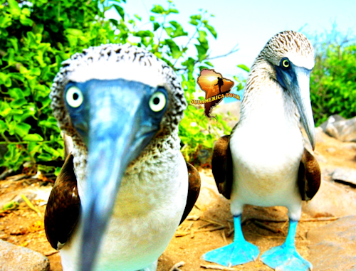 Agence de voyage Equateur Galapagos