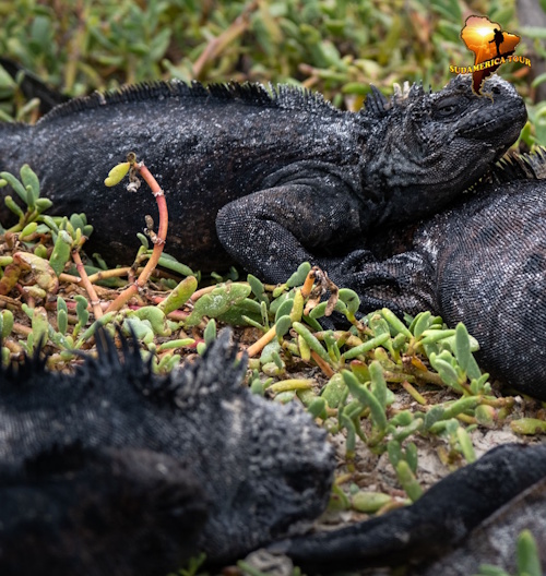 TRIP TO Ecuador from Galapagos 16 days