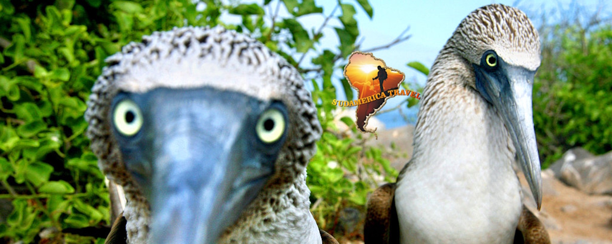 Tour Peru + Galapagos 18 Dias Amarilis