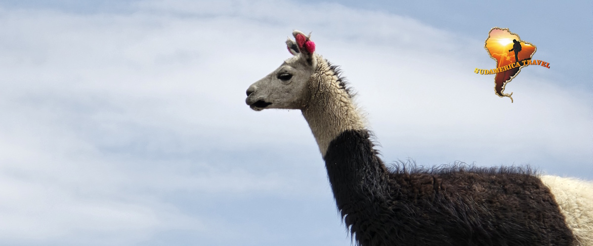 Trekking au Pérou (best seller !) 20 jours