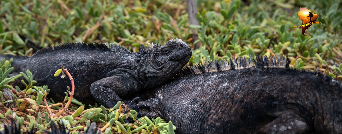 TRIP TO Ecuador from Galapagos 16 days